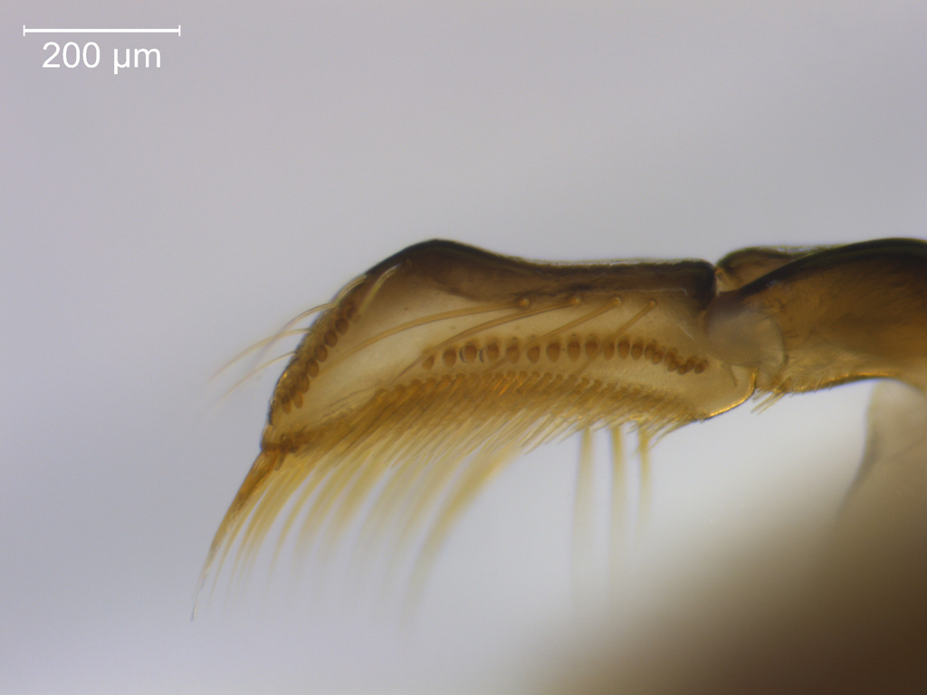 Callicorixa praeusta